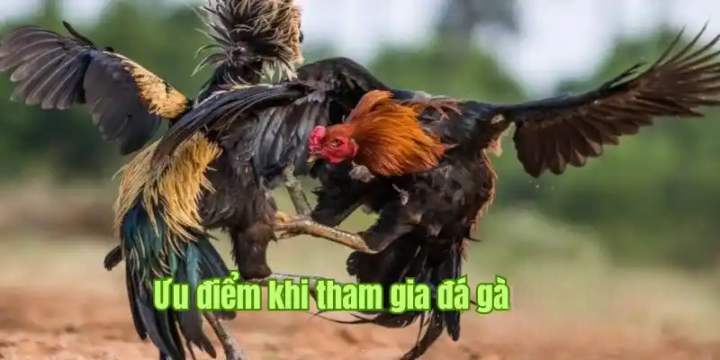 Đá Gà Vip88 – Sảnh Cược Đỉnh Cao Với Chất Lượng Hấp Dẫn